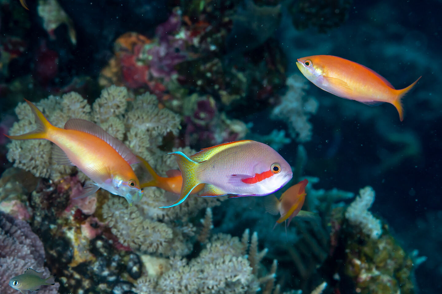 Pseudanthias huchtii (Threadfin Anthias)