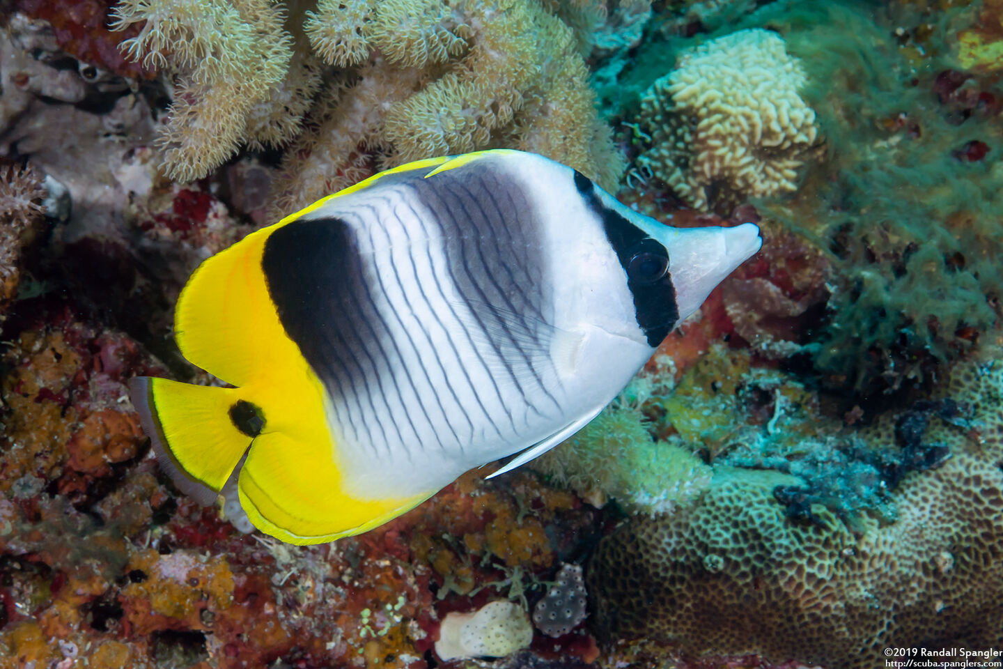 Chaetodon ulietensis (Pacific Double-Saddle Butterflyfish)