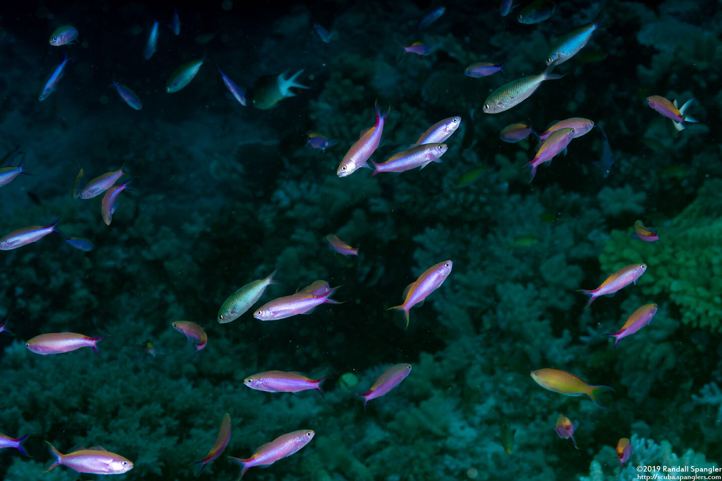 Luzonichthys waitei (Magenta Slender Anthias)