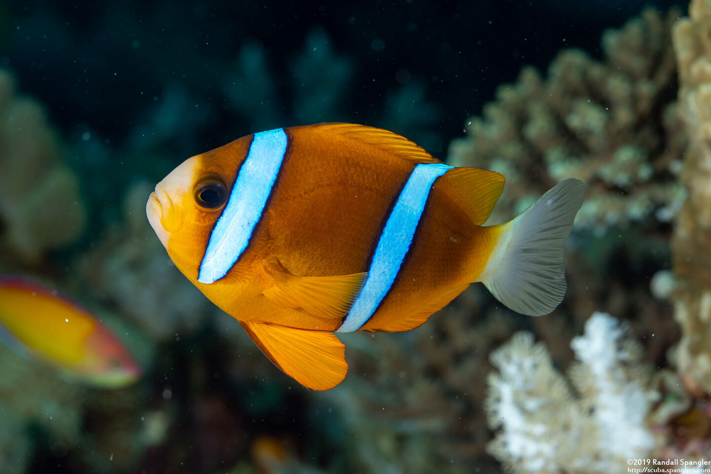 Amphiprion akindynos (Barrier Reef Anemonefish)