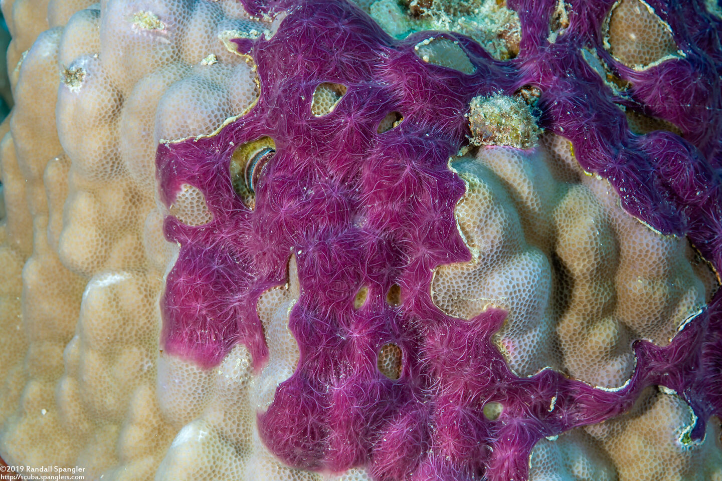 Chalinula nematifera (Coral Killing Sponge)