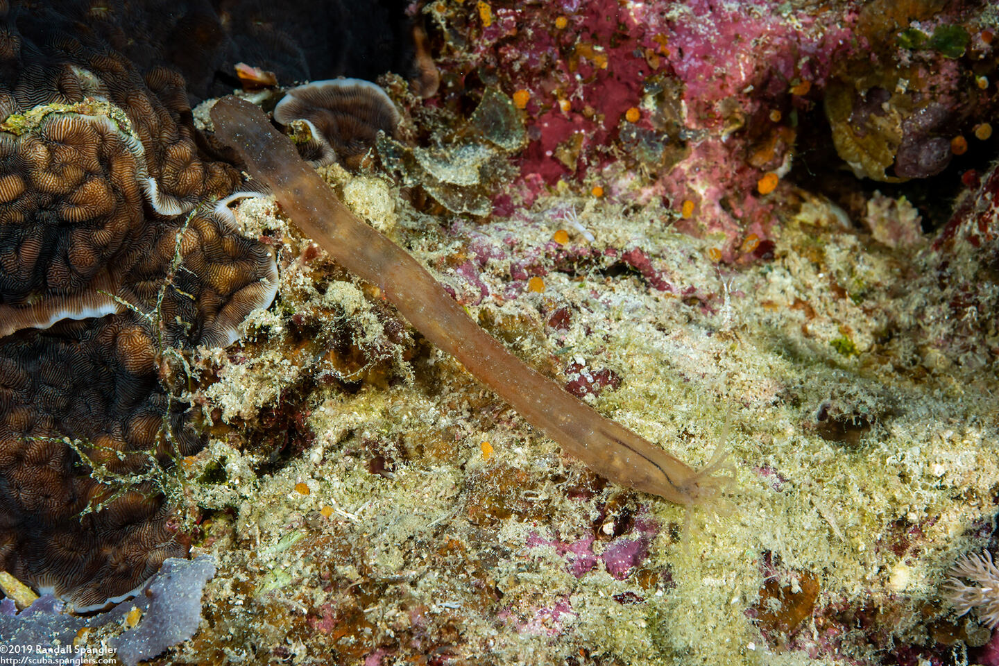 Synaptula sp.3 (Synaptula sp.3)