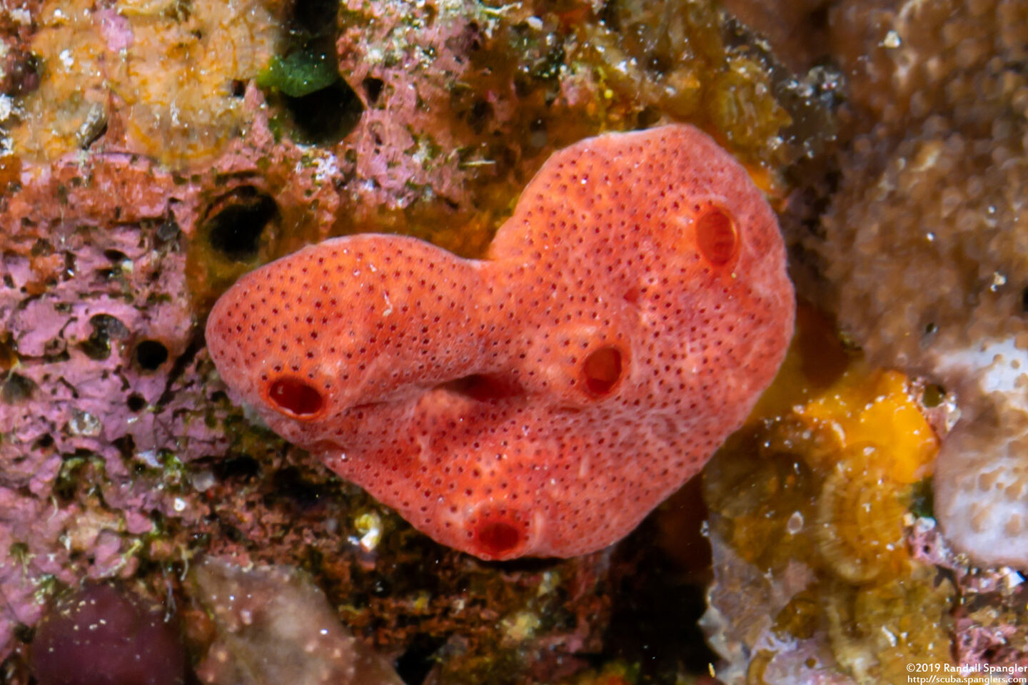 Didemnum sp.10 (Didemnum sp.10)