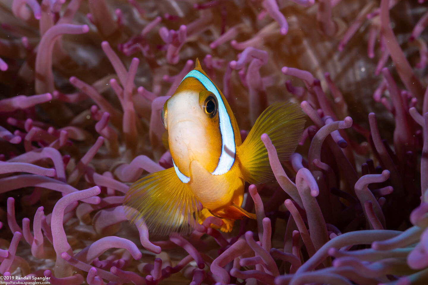 Amphiprion akindynos (Barrier Reef Anemonefish)