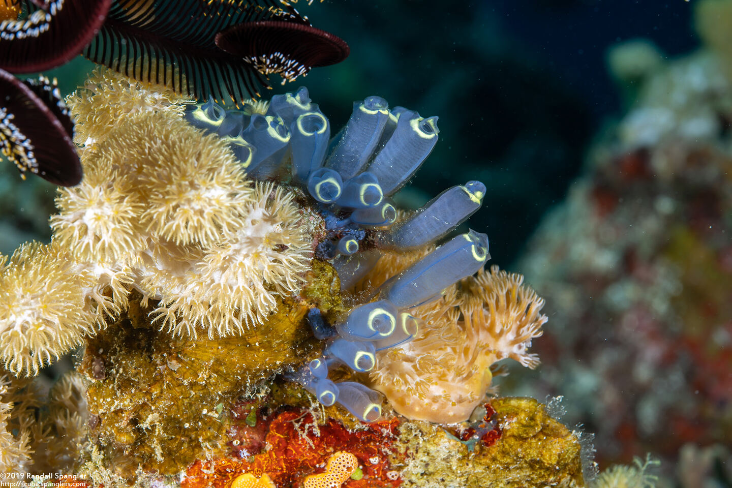 Clavelina robusta (Robust Clavelina)