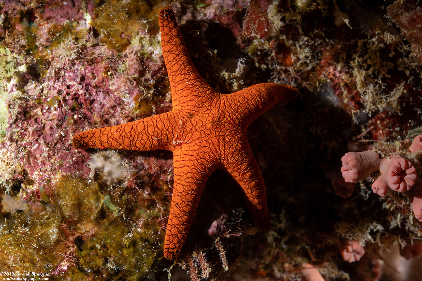Fromia indica (Indian Sea Star)