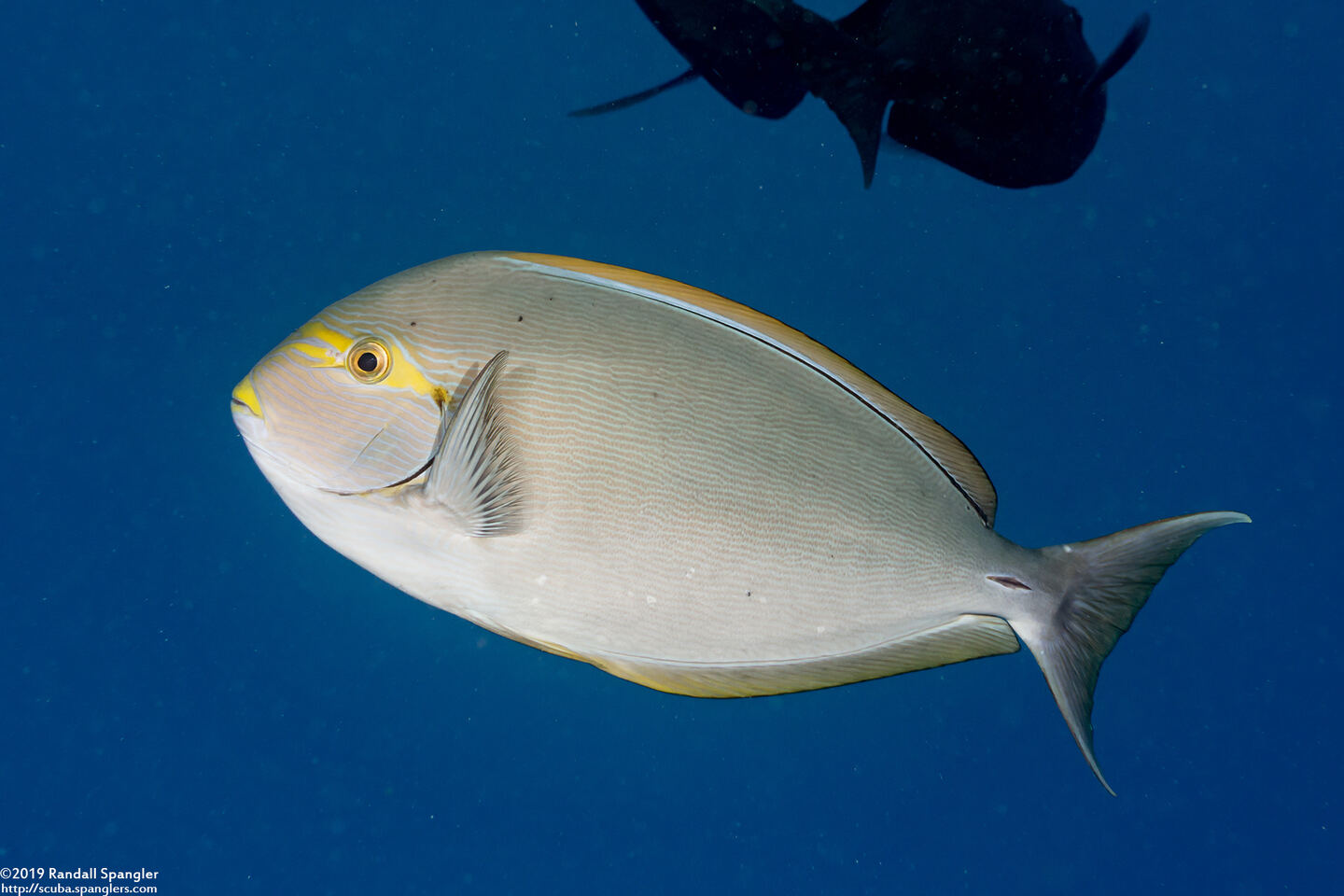 Acanthurus mata (Yellowmask Surgeonfish)