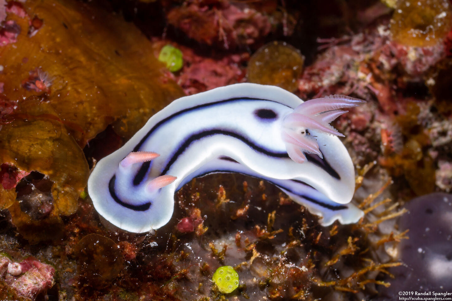 Chromodoris lochi (Loch's Chromodoris)