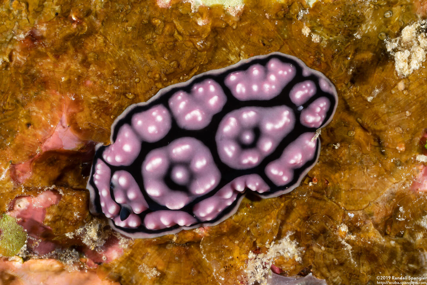 Phyllidiella annulata (Ringed Phyllidella)