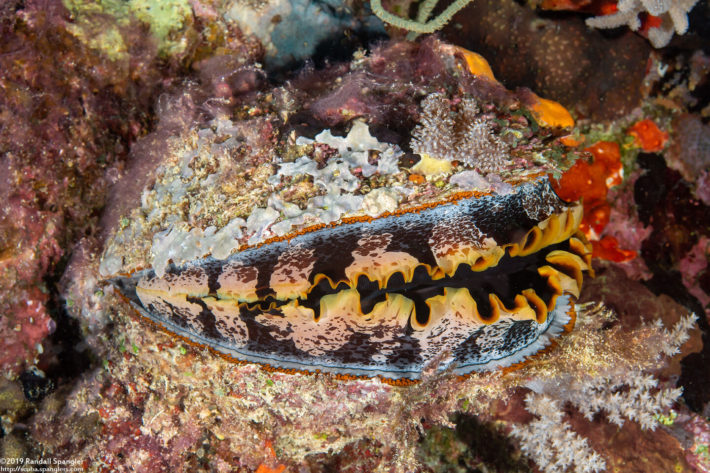 Spondylus varius (Variable Thorny Oyster)