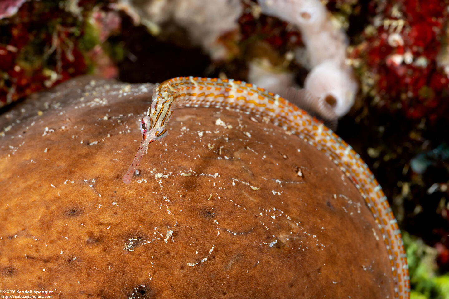 Corythoichthys ocellatus (Orange-Spotted Pipefish)