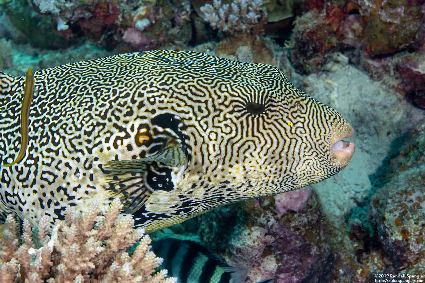 Arothron mappa (Map Puffer)