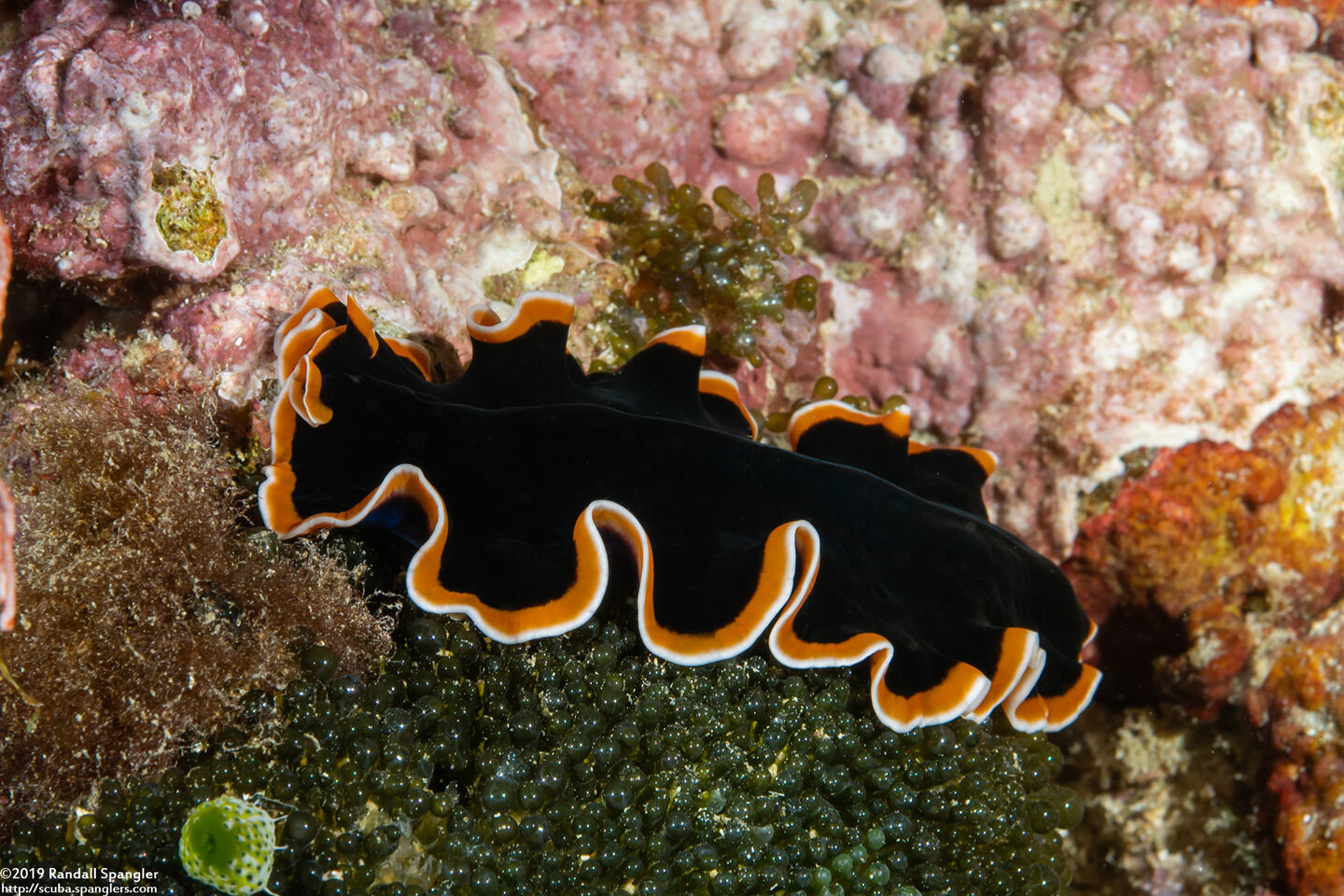 Pseudobiceros hancockanus (Hancock's Flatworm)