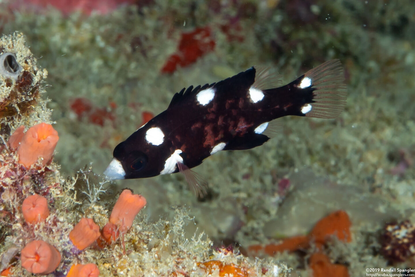 Bodianus axillaris (Axilspot Hogfish)