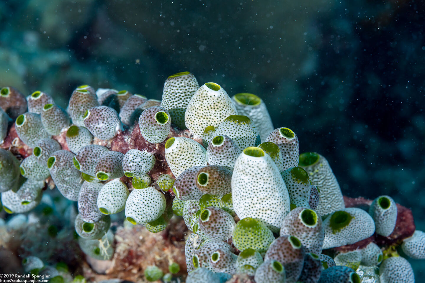 Atriolum robustum (Robust Sea Squirt)