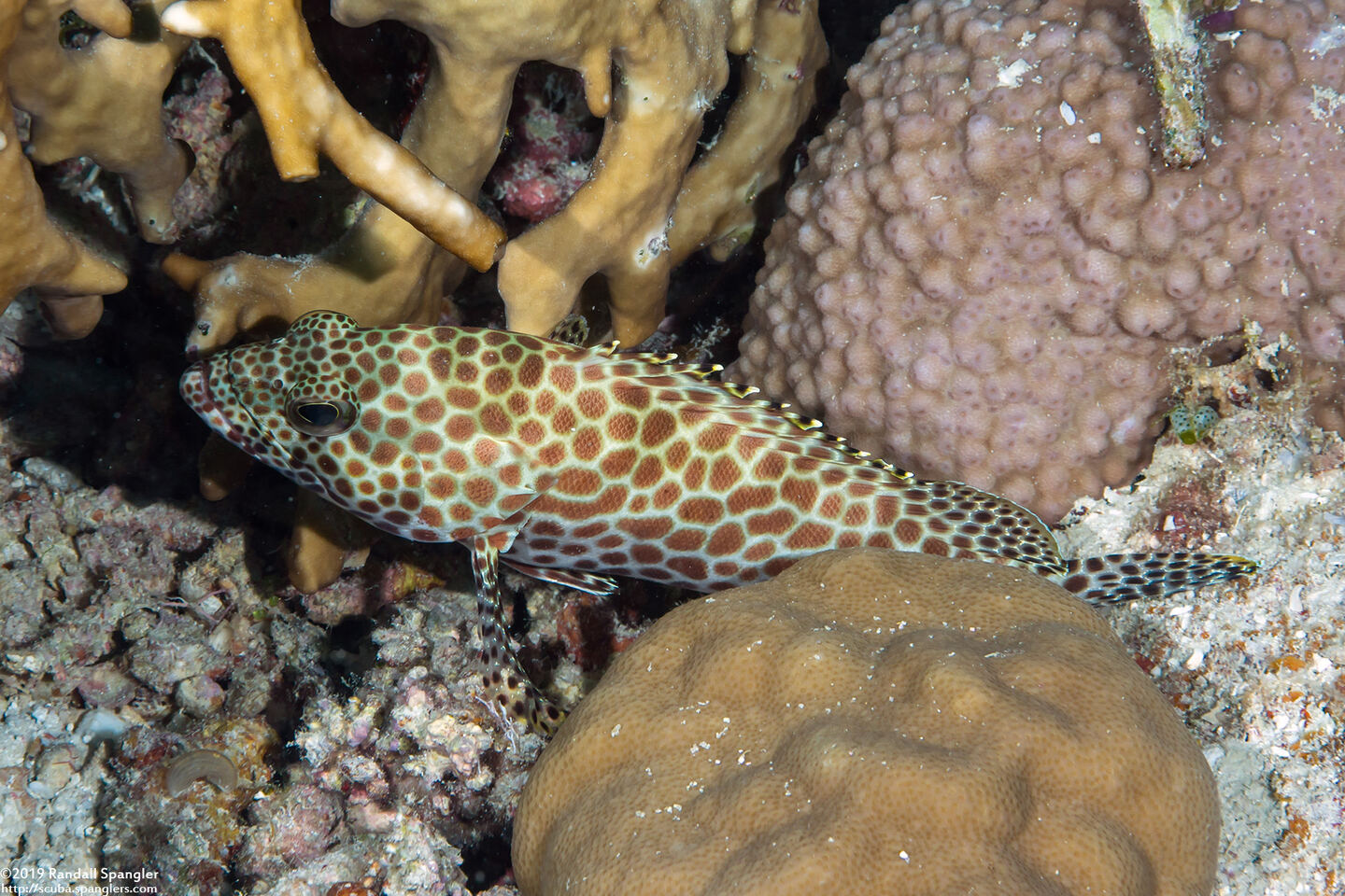 Epinephelus quoyanus (Longfin Grouper)
