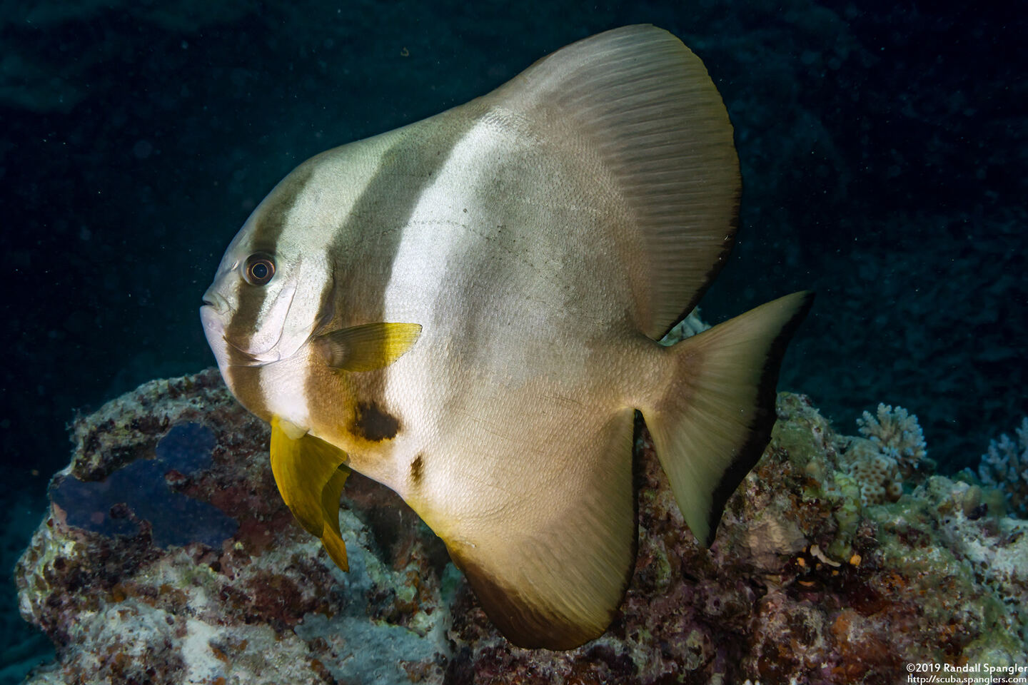 Platax teira (Longfin Spadefish)