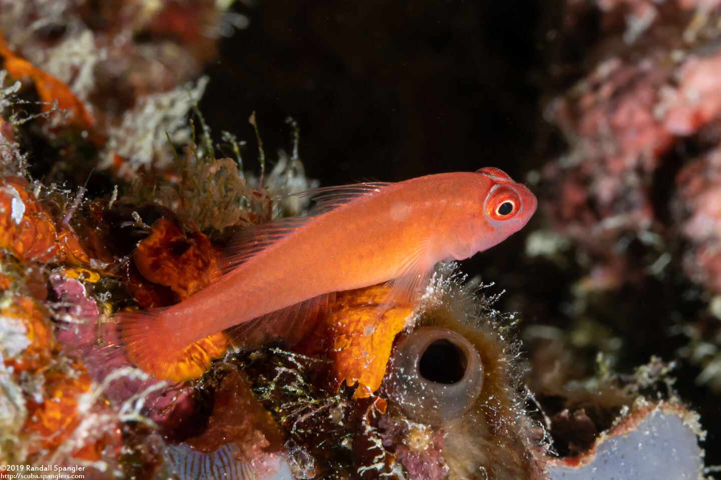 Trimma benjamini (Ringeye Pygmygoby)