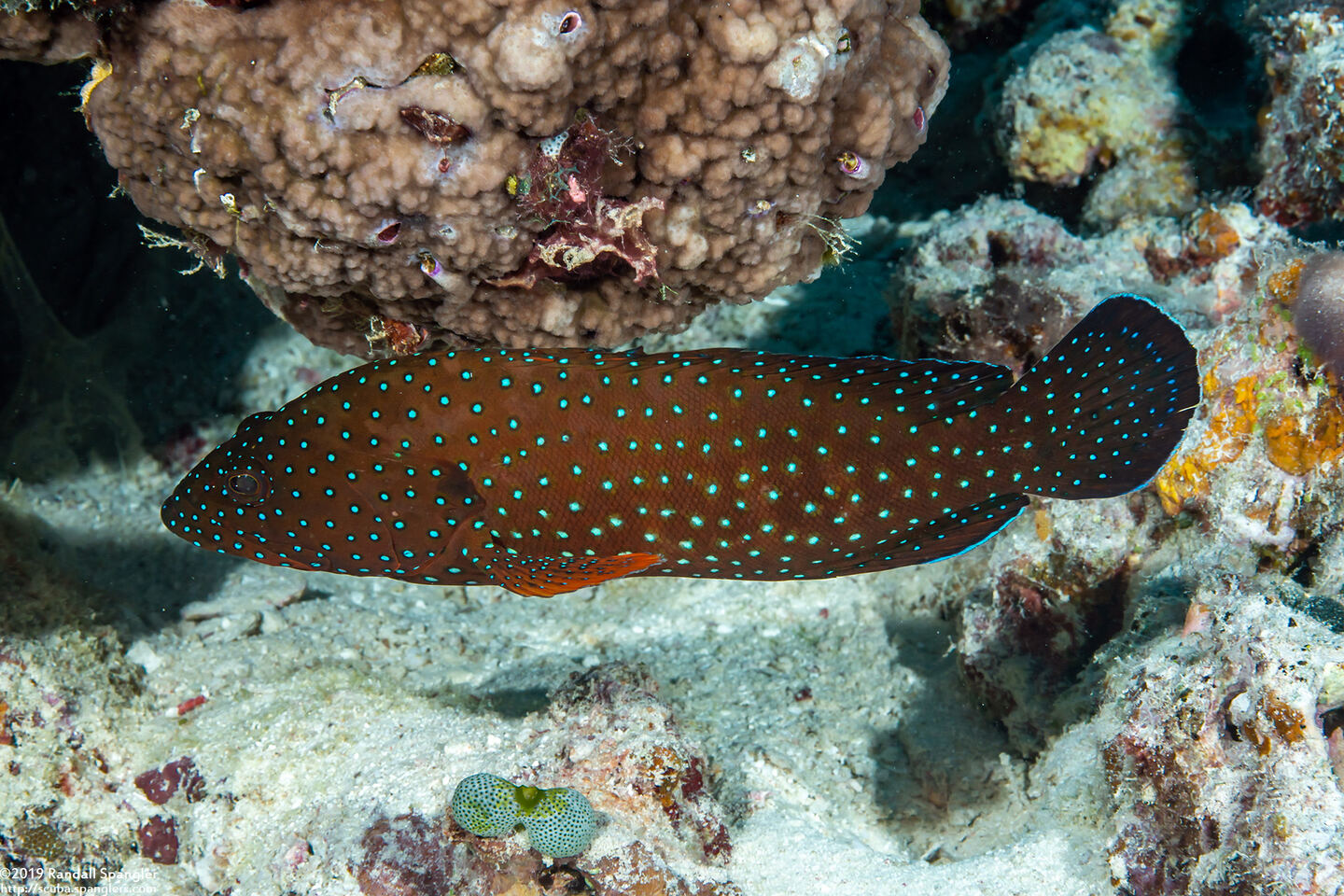 Cephalopholis cyanostigma (Bluespotted Grouper)