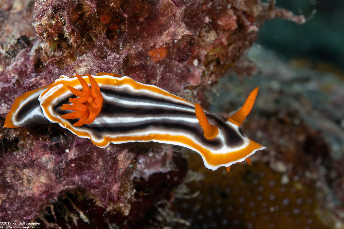Chromodoris magnifica (Magnificent Chromodoris)