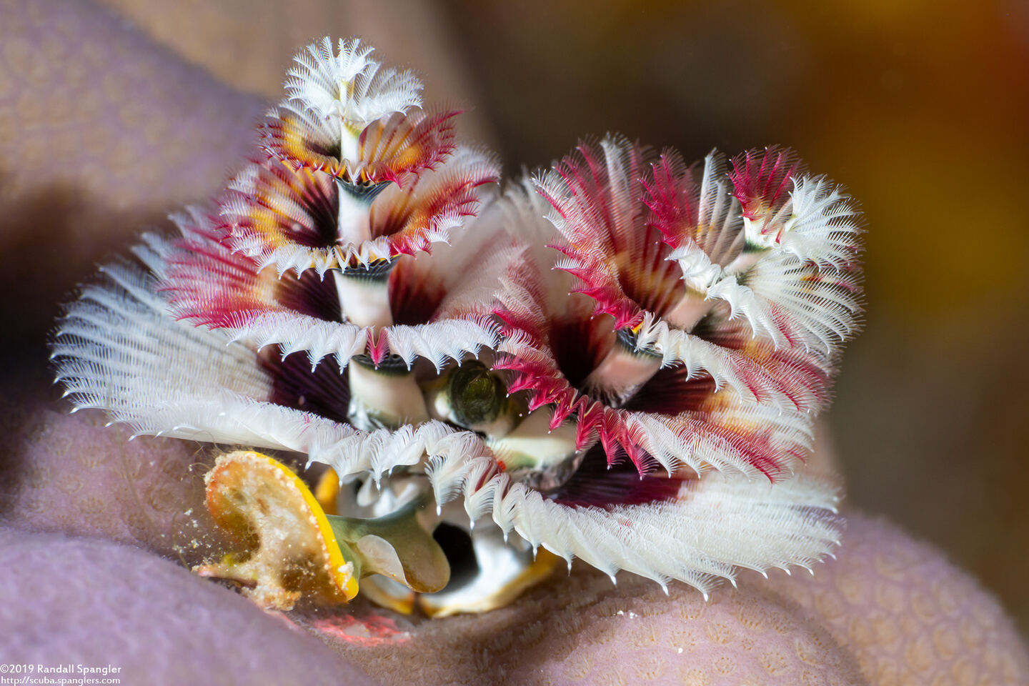 Spirobranchus sp.1 (Christmas Tree Worm)