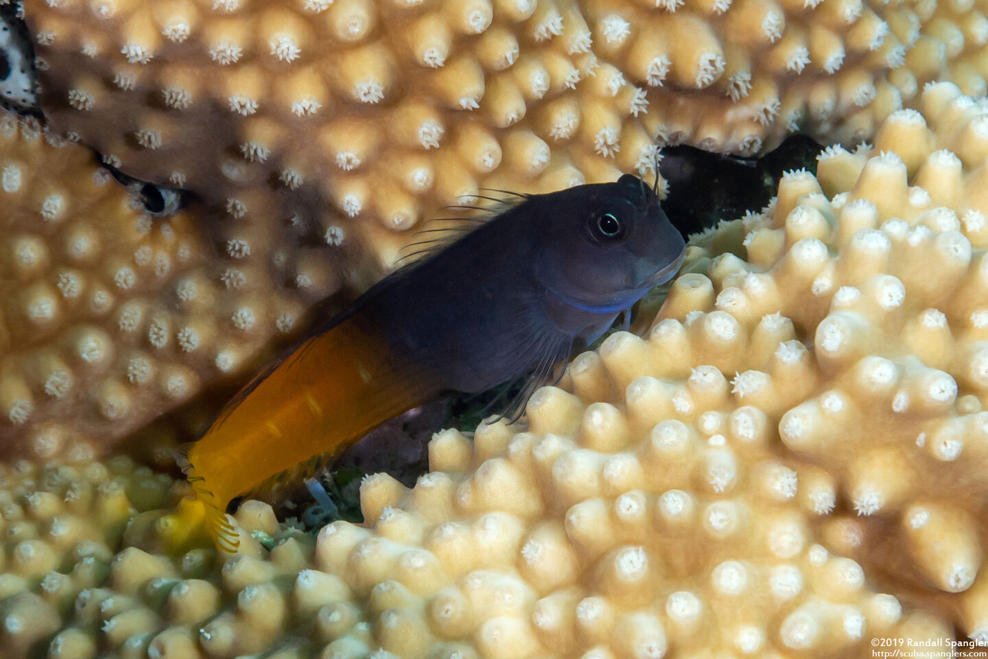 Ecsenius bicolor (Bicolor Coralblenny)