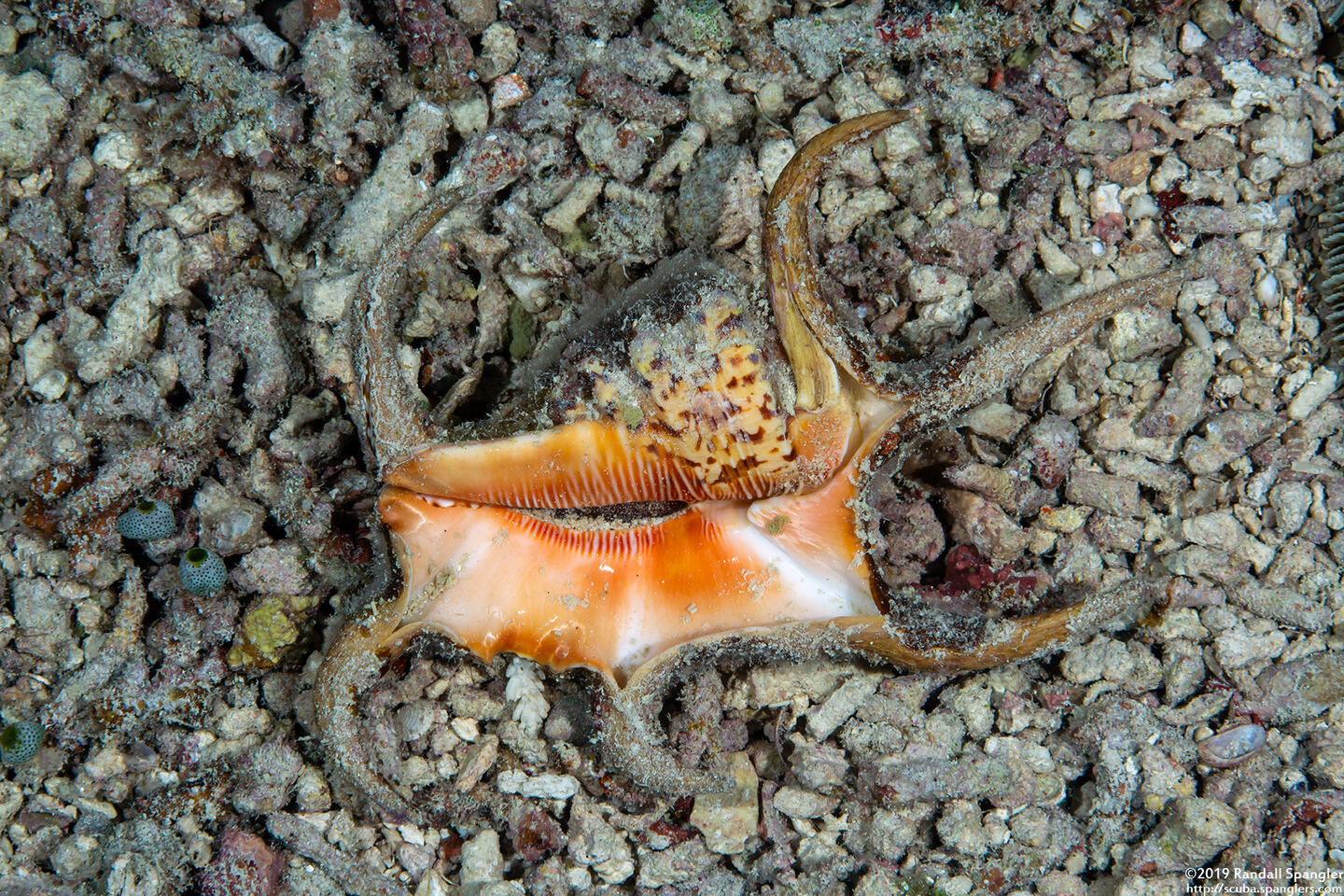 Harpago chiragra (Chiragra Spider Conch)
