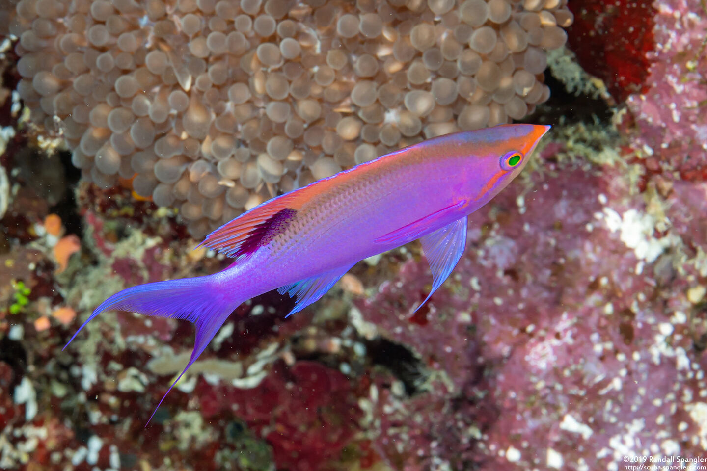 Pseudanthias tuka (Purple Anthias)