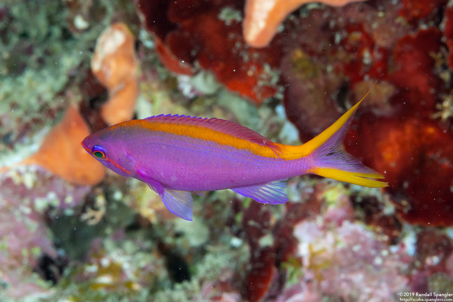 Pseudanthias tuka (Purple Anthias)