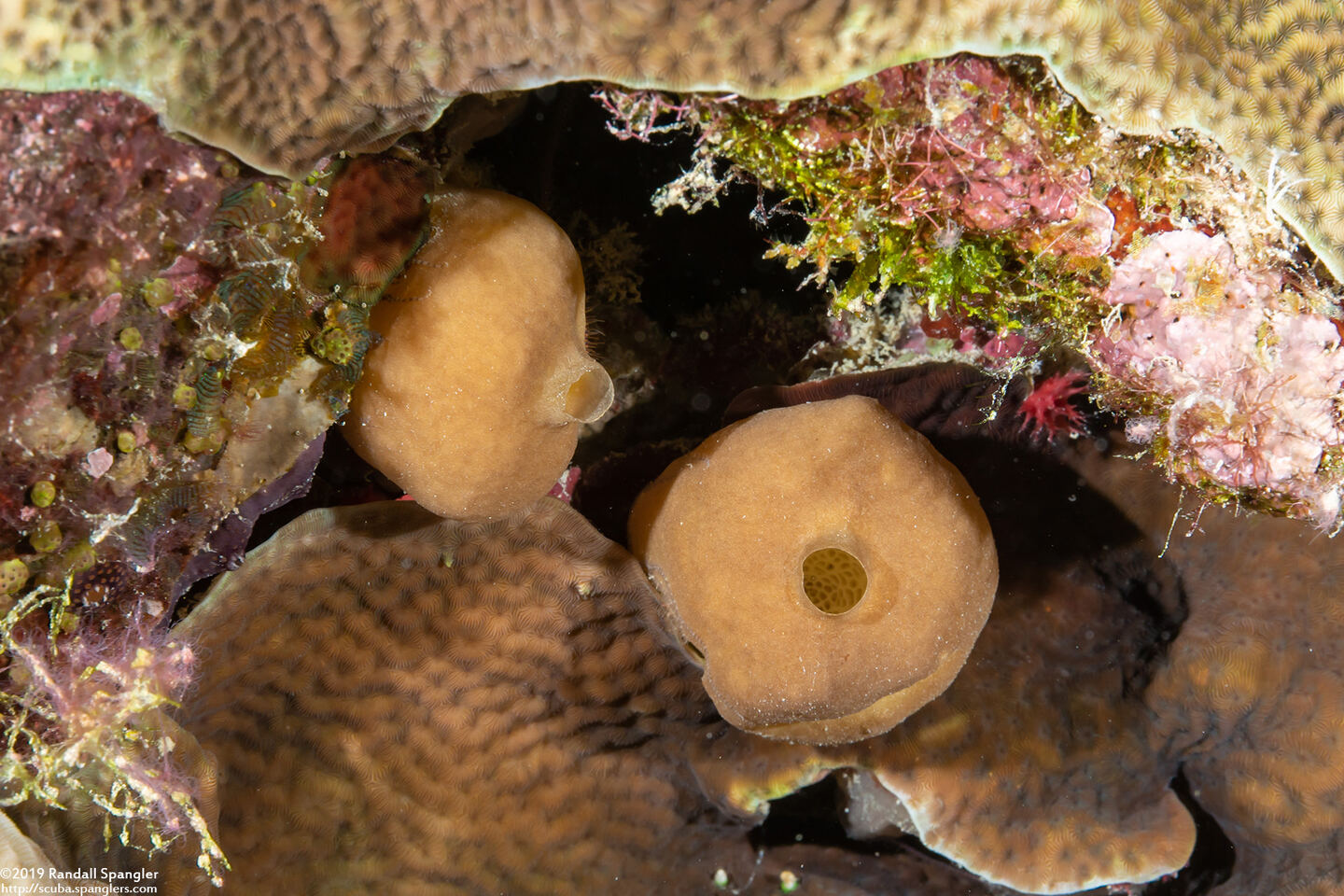 Leucetta sp.2 (Leucetta sp.2)