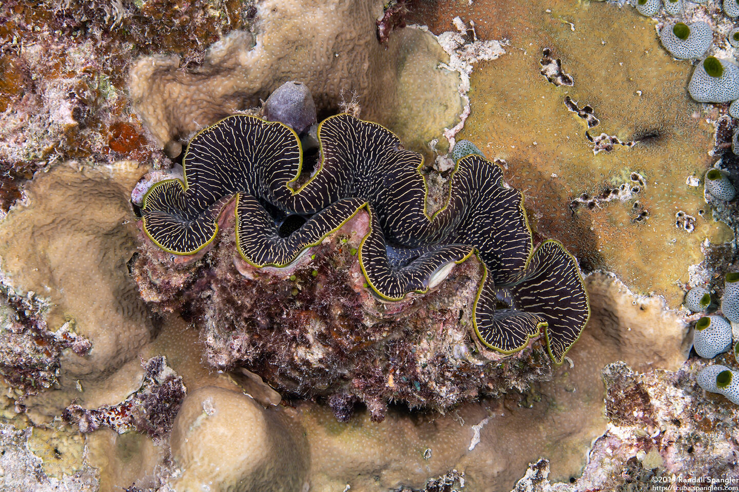 Tridacna crocea (Boring Giant Clam)