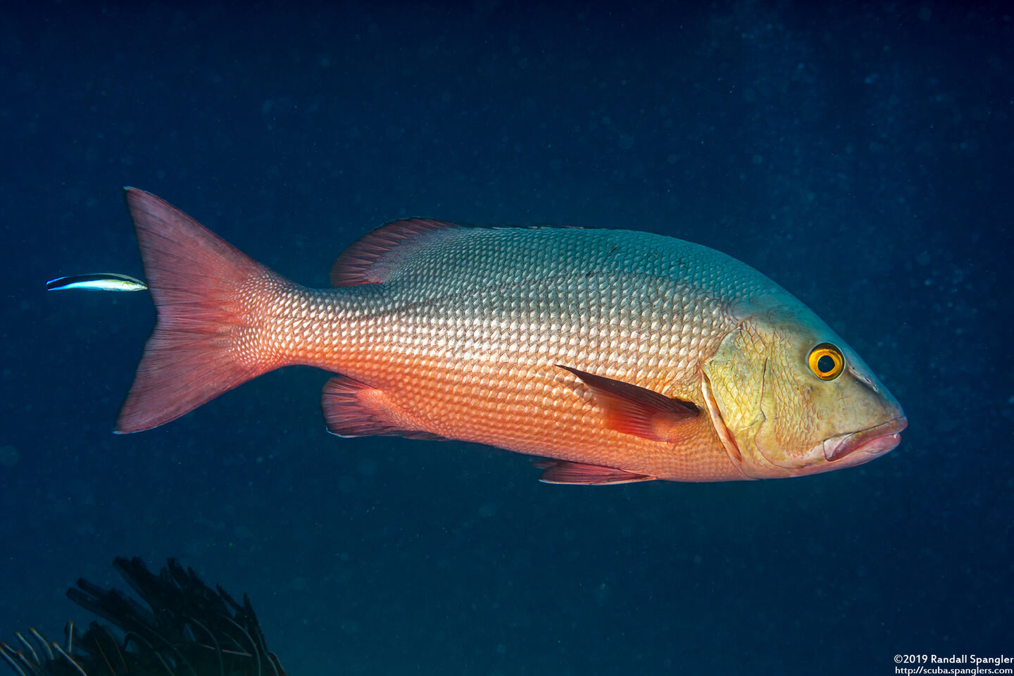 Lutjanus bohar (Red Snapper)
