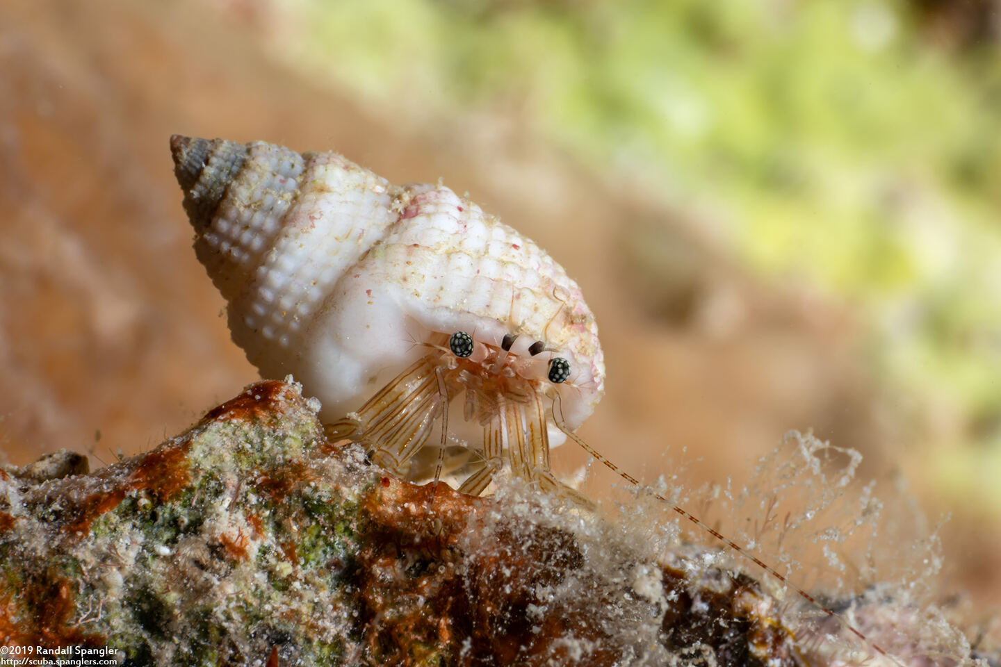 Pagurixus rubrovittatus (Tiny Hermit Crab)