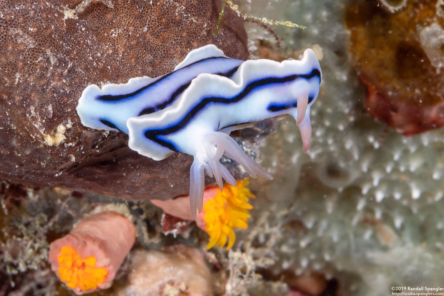 Chromodoris lochi (Loch's Chromodoris)