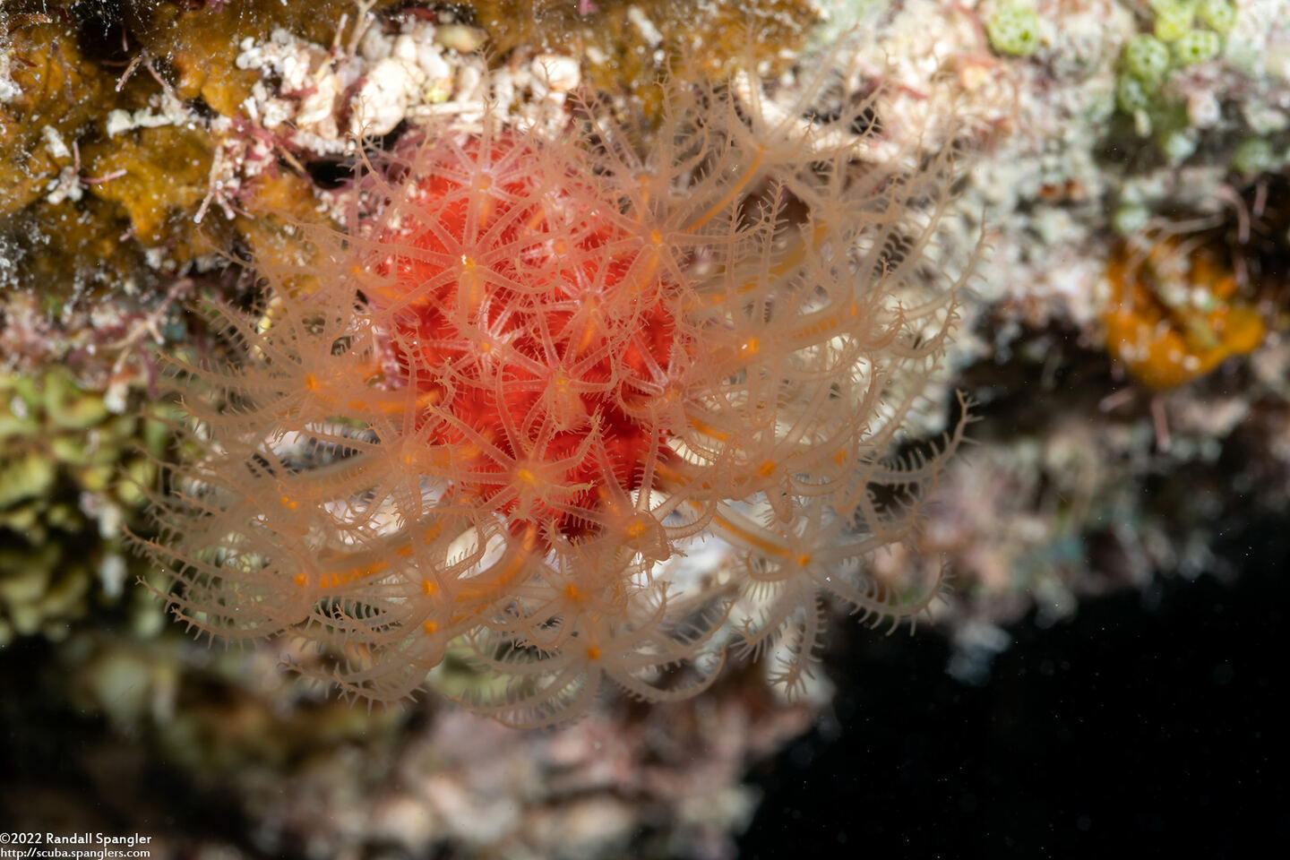 Parasphaerasclera sp.1 (Fuzzy Carrot)