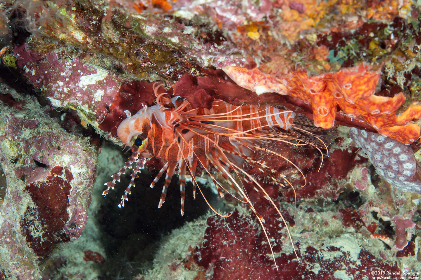 Pterois antennata (Spotfin Lionfish)