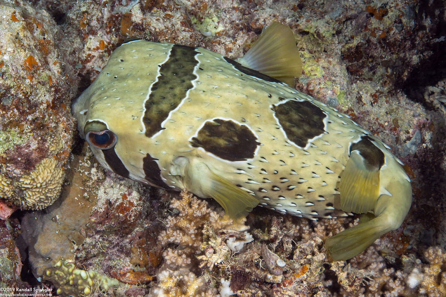 Diodon liturosus (Black-Blotched Porcupinefish)