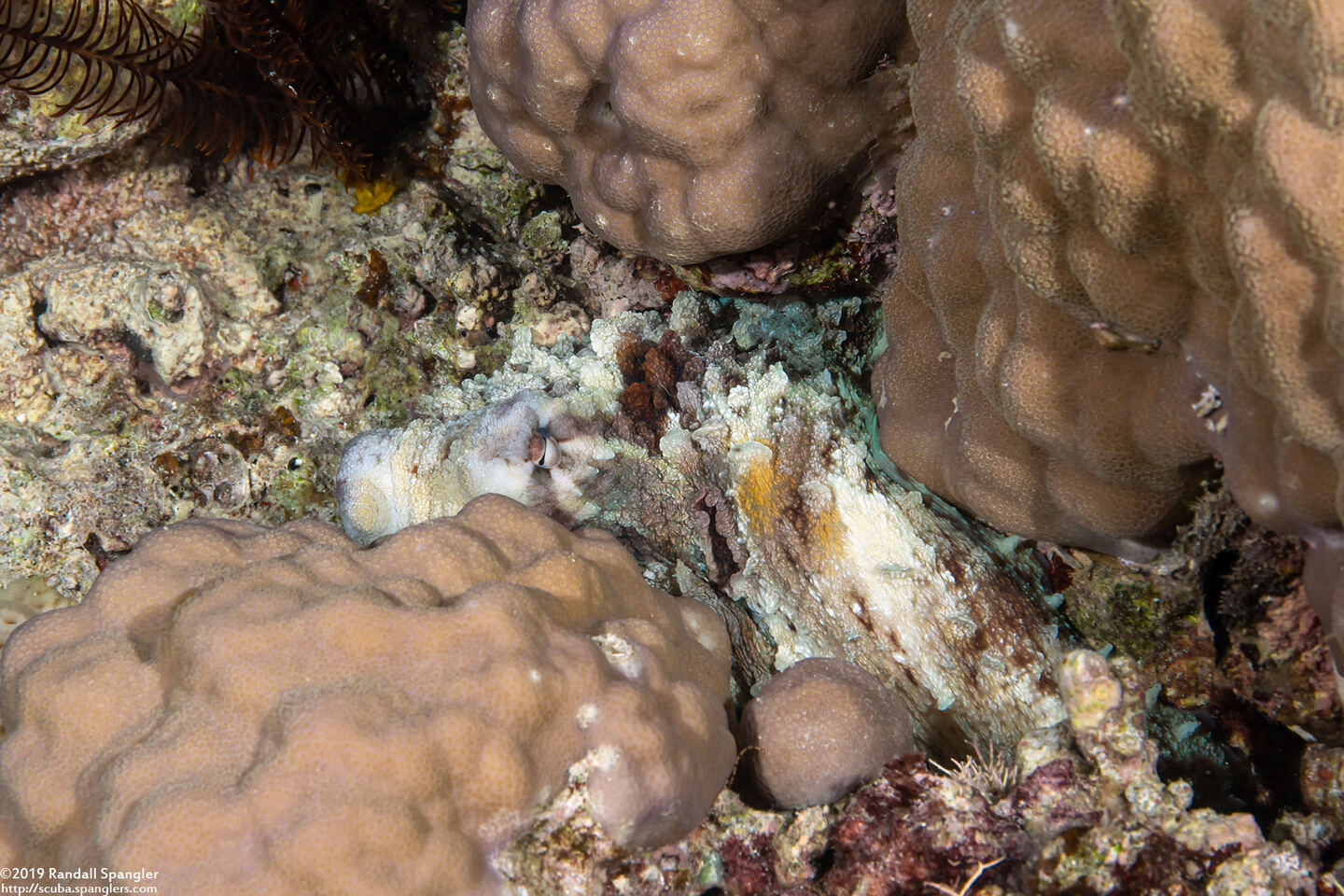 Octopus cyanea (Day Octopus)