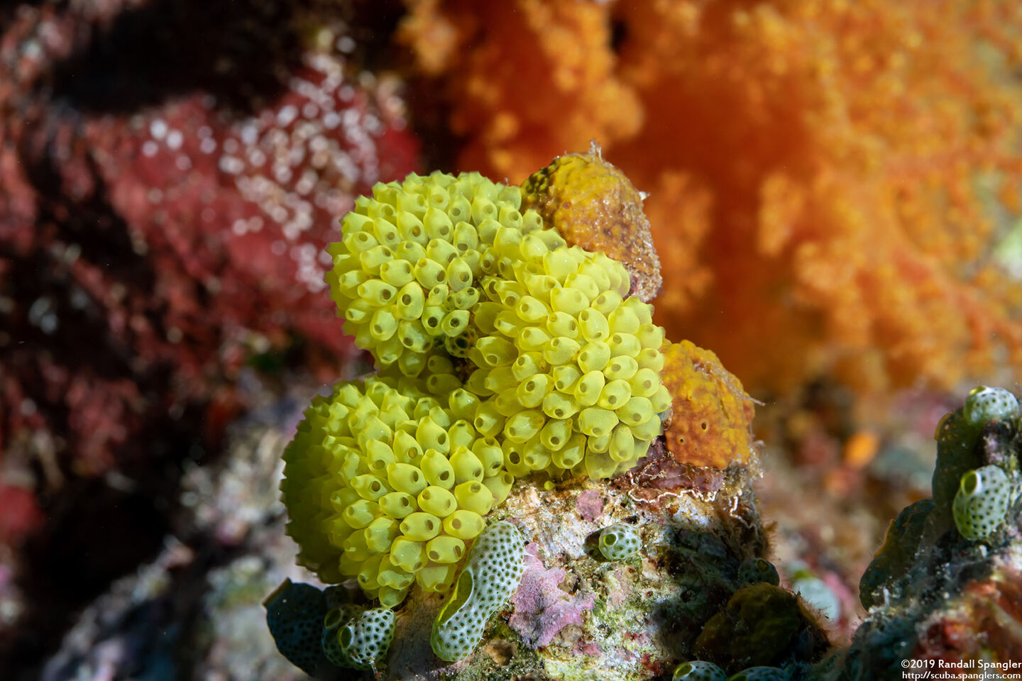 Pycnoclavella flava (Pycnoclavella flava)