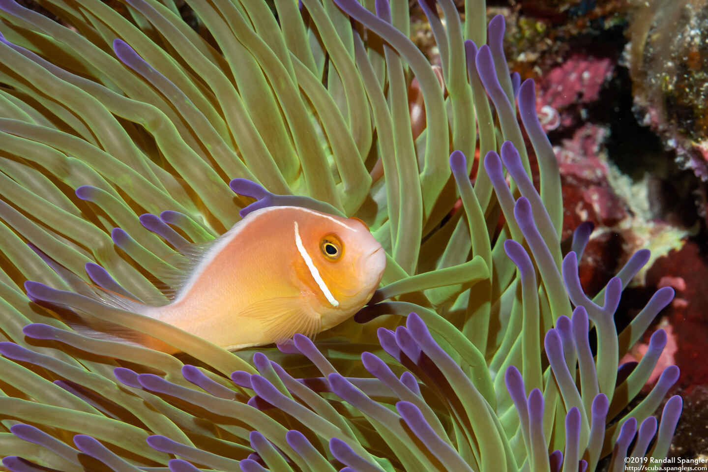Amphiprion perideraion (Pink Anemonefish)