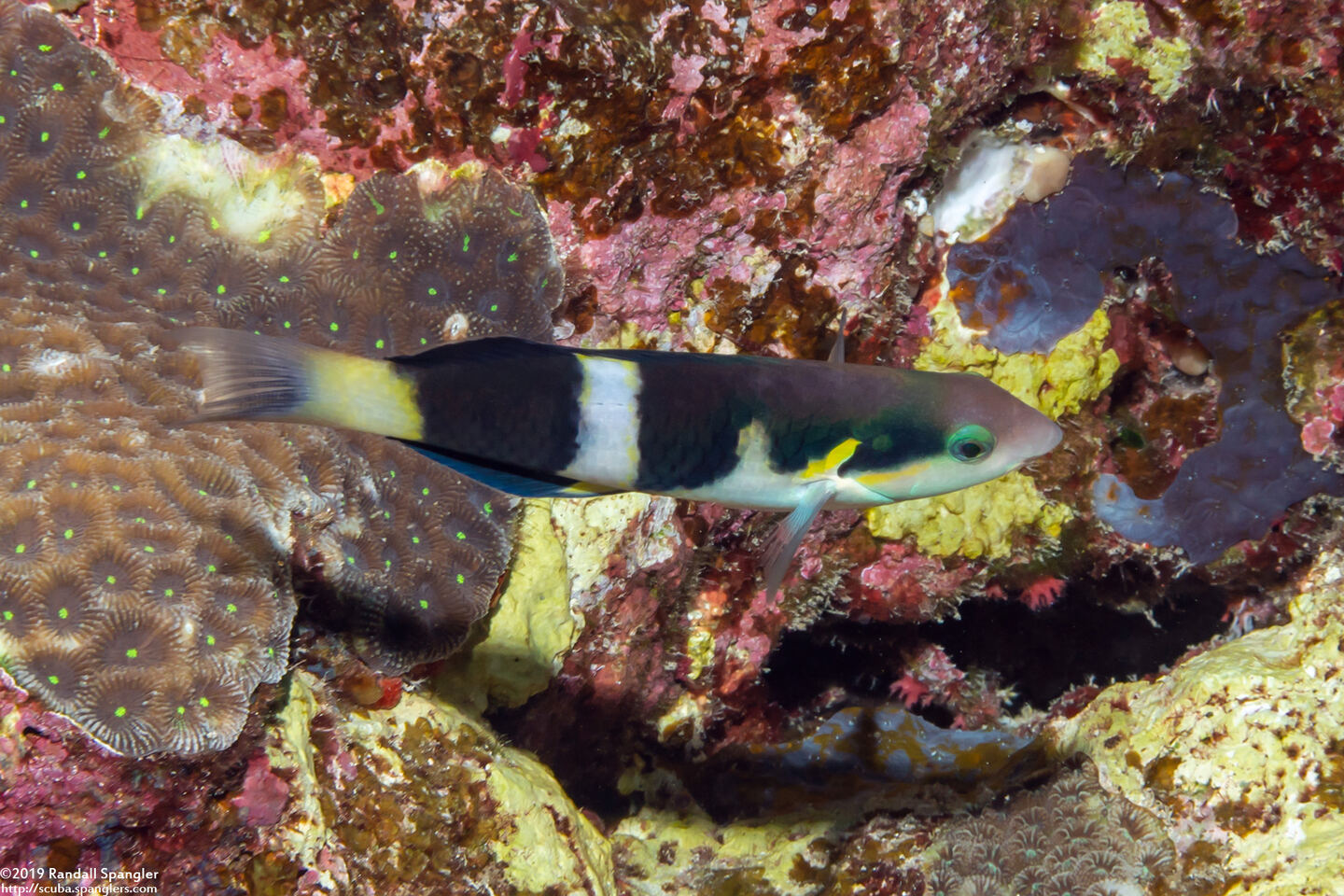 Thalassoma nigrofasciatum (Blackbar Wrasse)