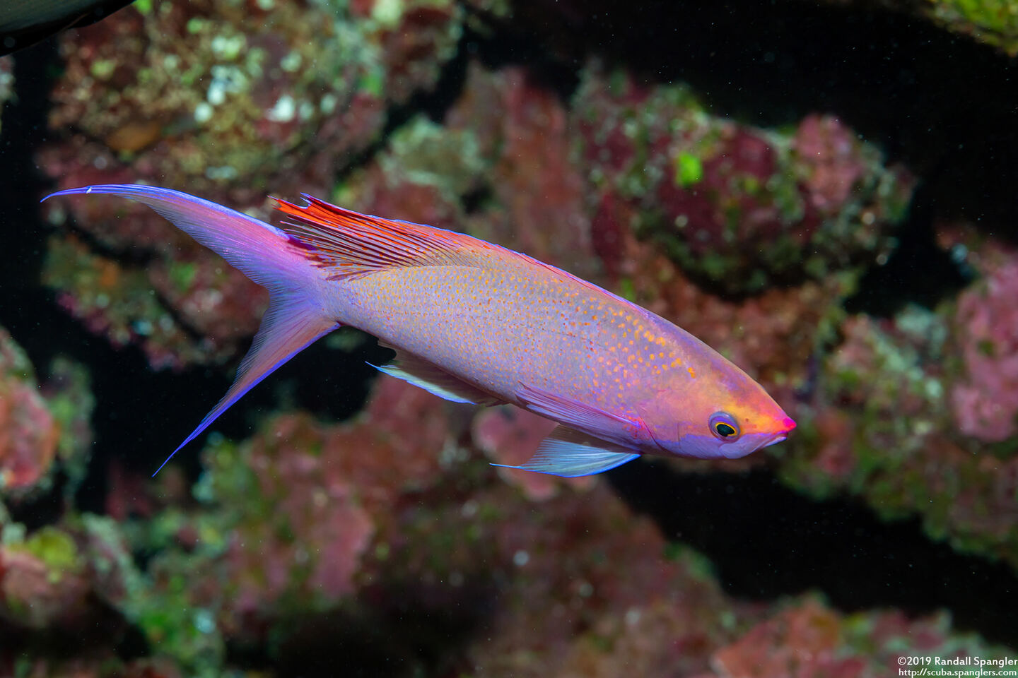 Pseudanthias pascalus (Purple Queen)