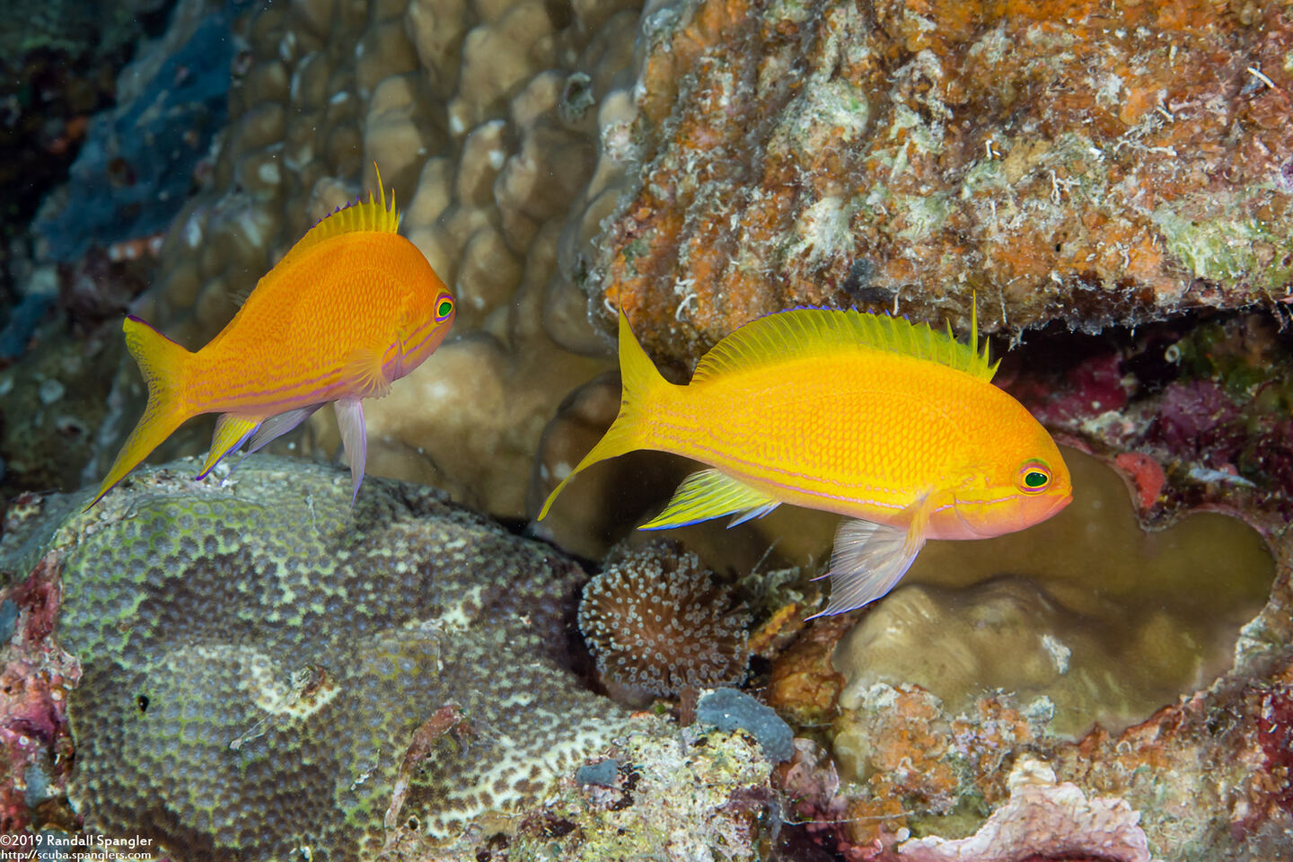 Pseudanthias pleurotaenia (Squarespot Anthias)