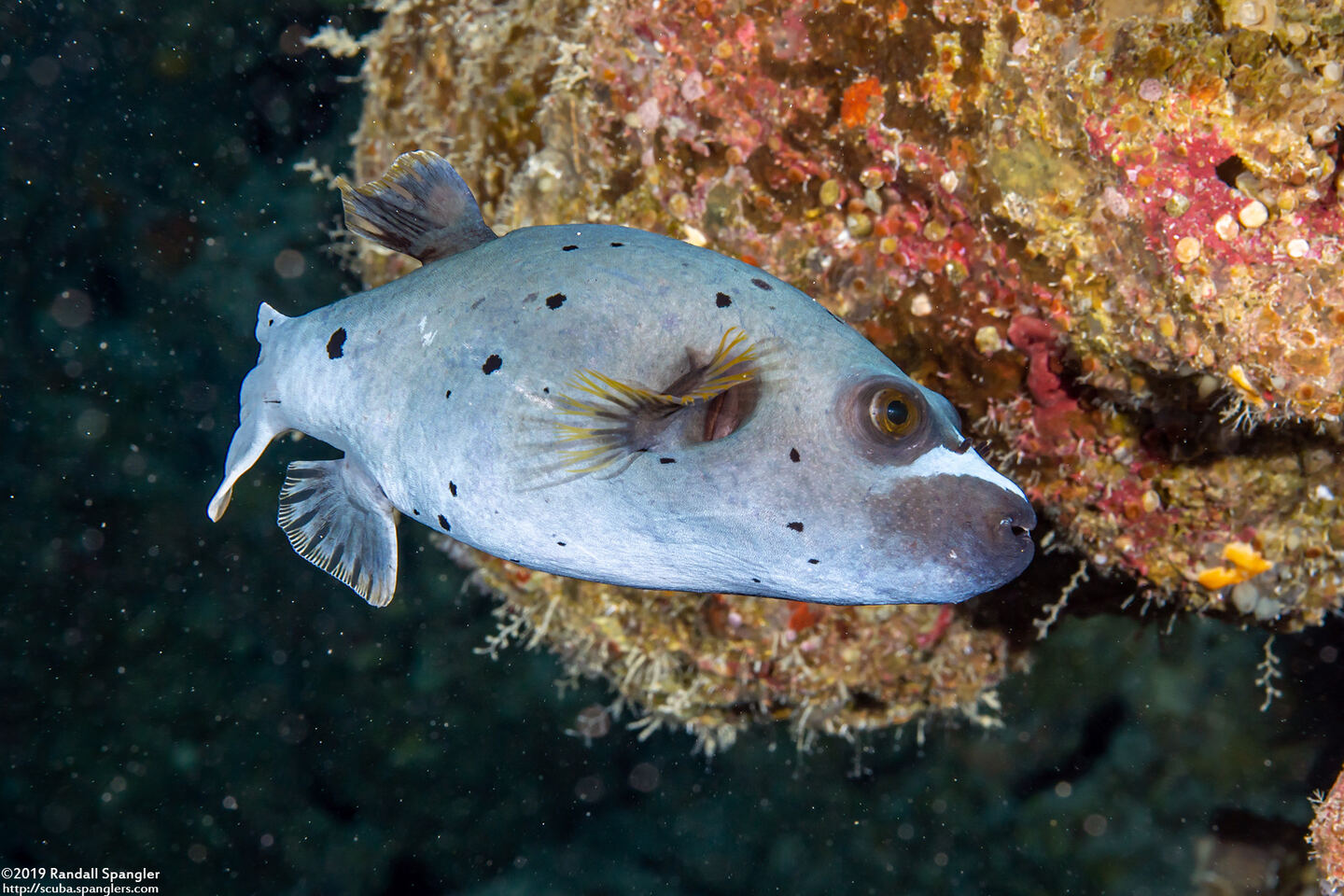 Arothron nigropunctatus (Blackspotted Puffer)