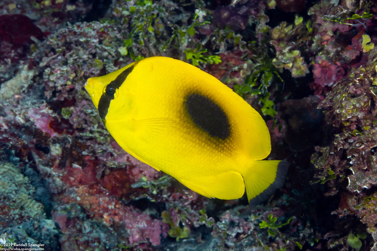 Chaetodon speculum (Oval-Spot Butterflyfish)