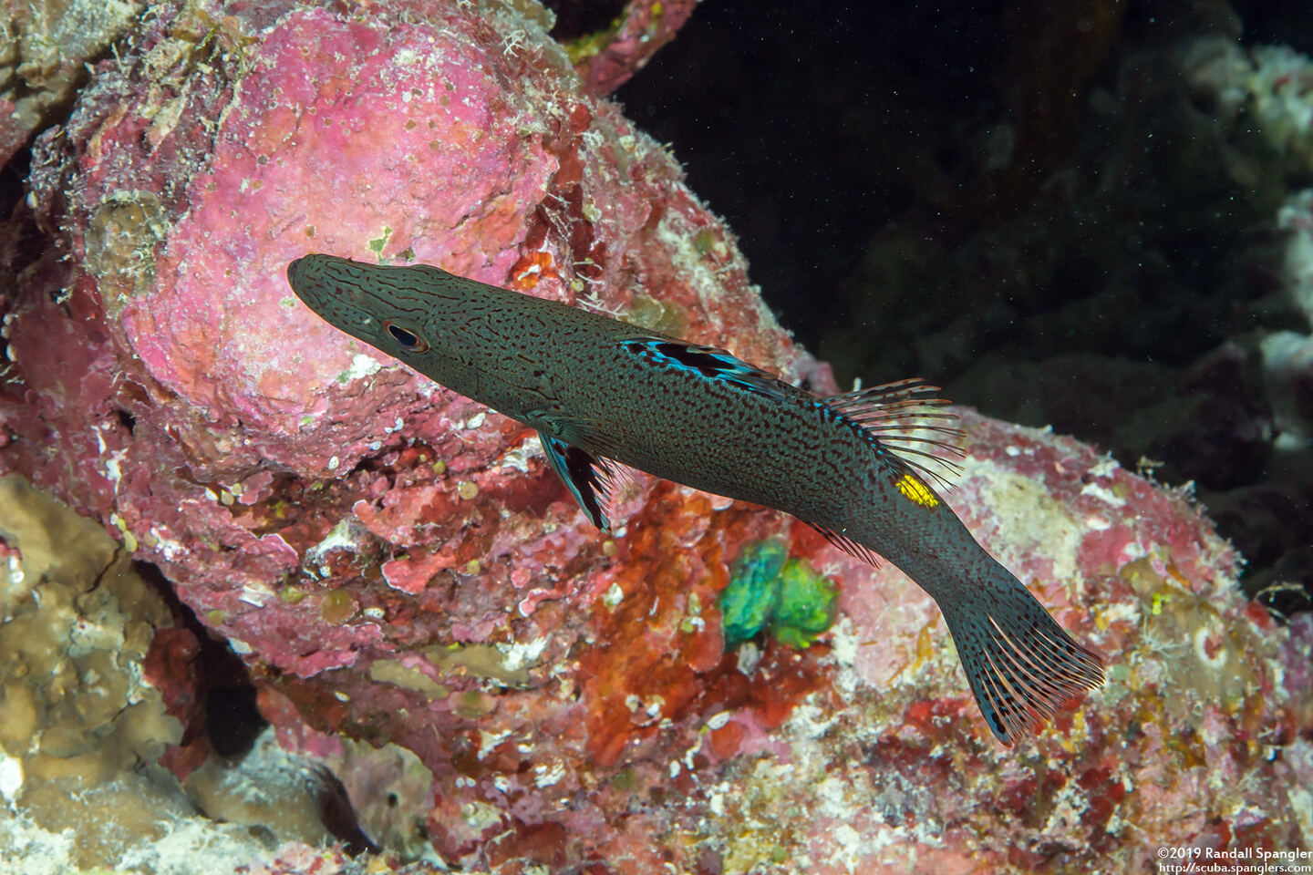 Belonoperca chabanaudi (Arrowhead Soapfish)