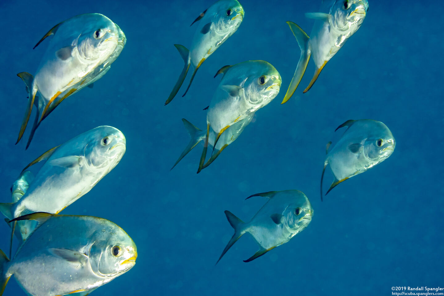 Trachinotus blochii (Snubnose Pompano)