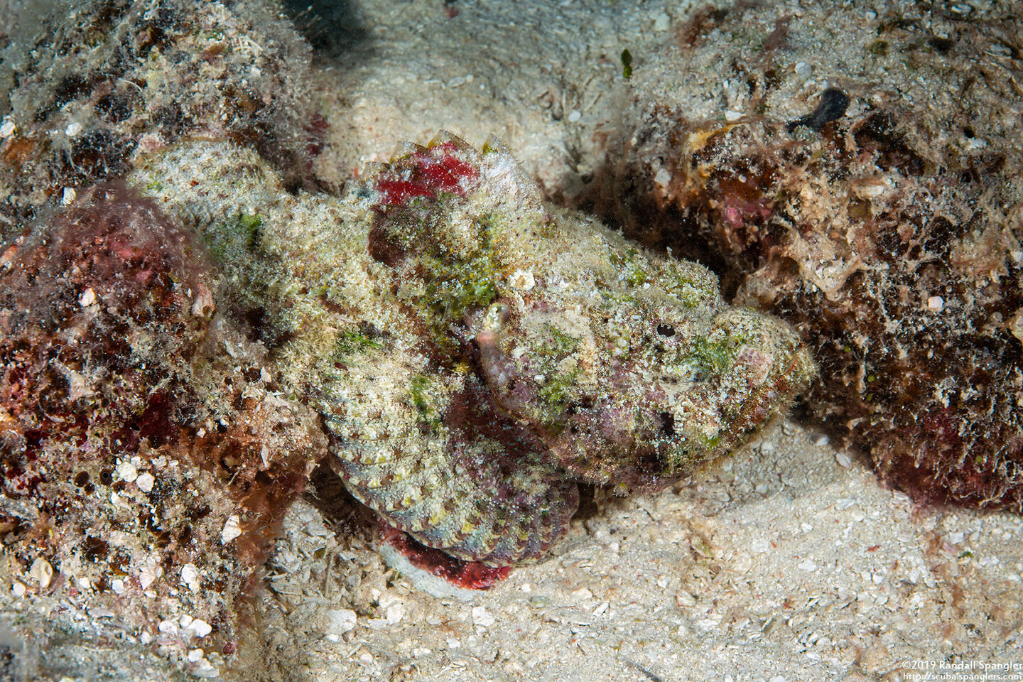 Scorpaenopsis diabolus (Devil Scorpionfish)