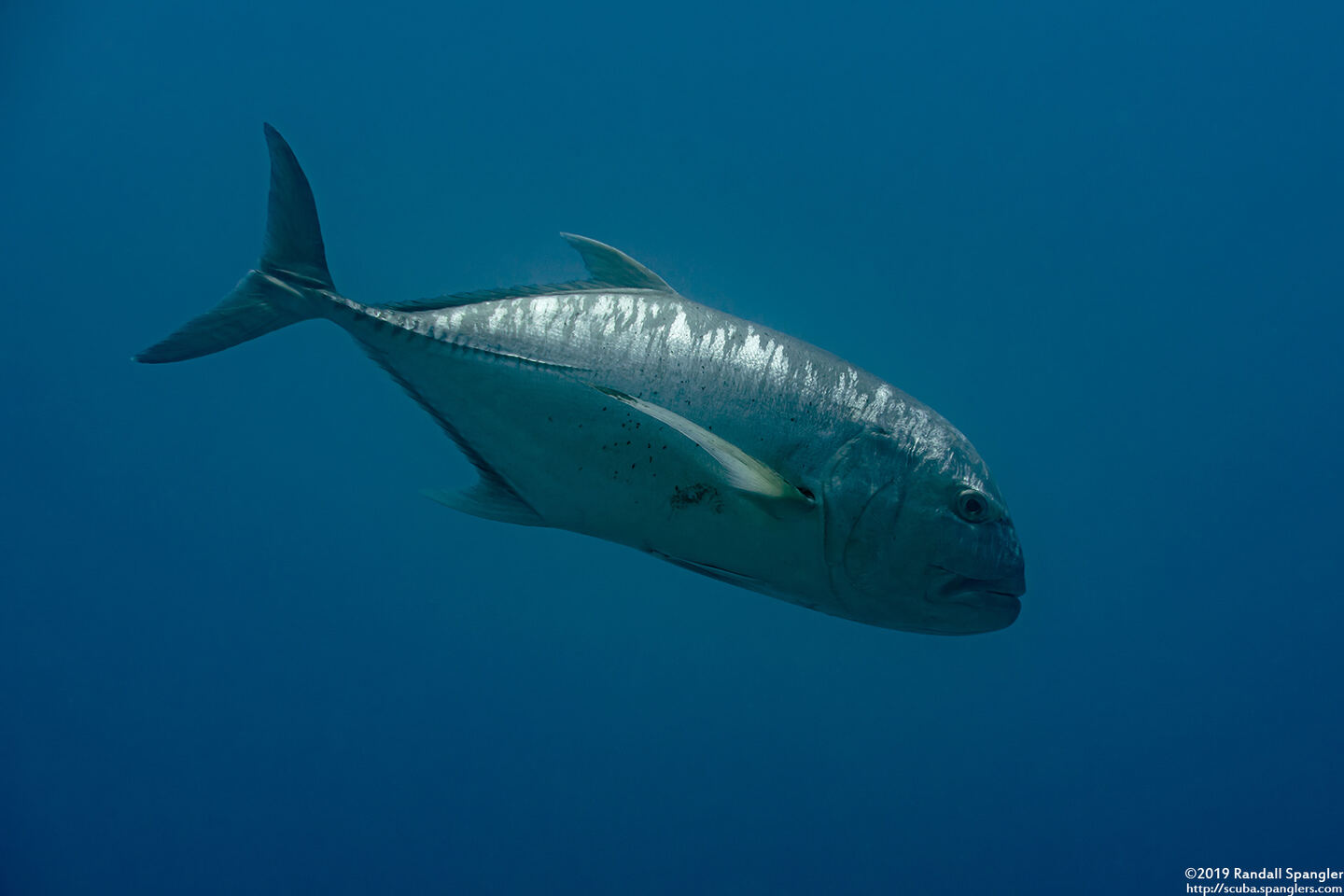 Caranx ignobilis (Giant Trevally)