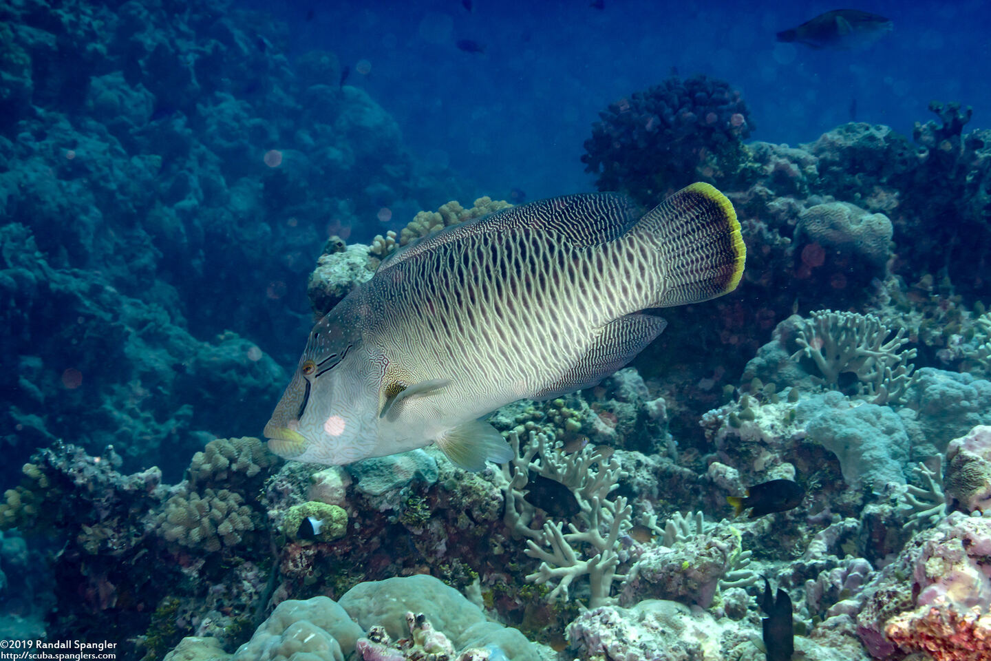 Cheilinus undulatus (Humphead Wrasse)